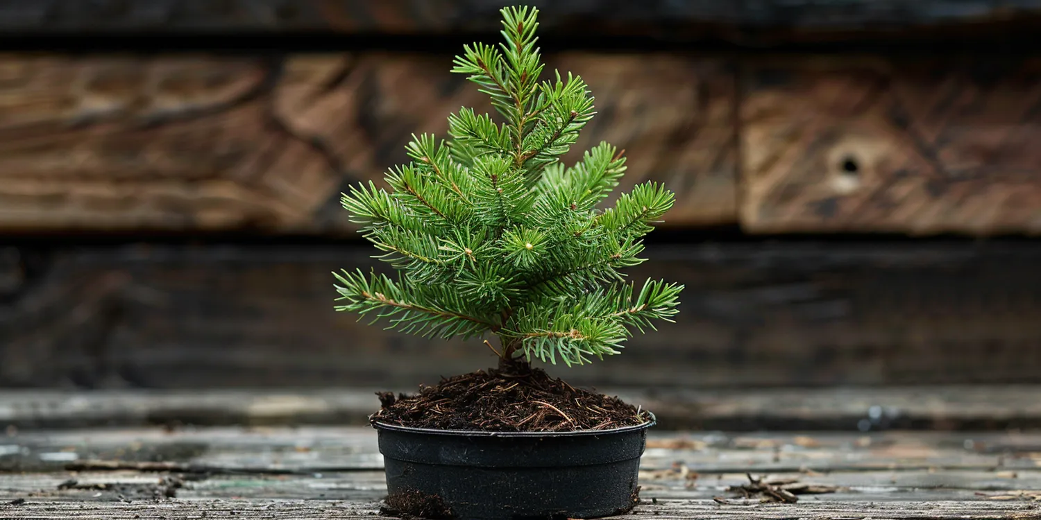 Jak zagospodarować ogród?